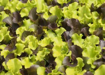 lettuce-florinred-4.jpg