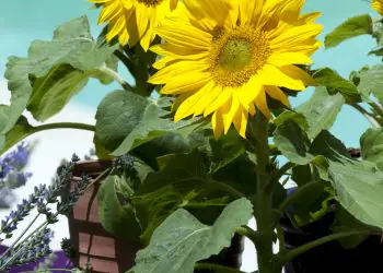 sunflower-suntasticf1goldenyellowwithclearcenter-1.jpg