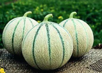 melon-anasta-f1-2.jpg
