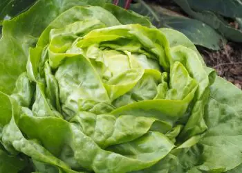lettuce-justine-2.jpg