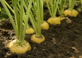 turnip-oregon-f1-2.jpg
