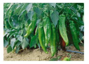 peppersweet-lipari-f1-1.png