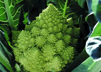 romanesco-gitano-f1-1.jpg