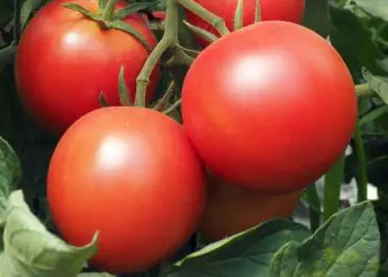 tomato-paoline-f1-1.jpg