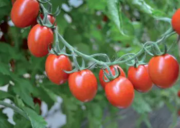 tomato-tutti-frutti-f1-1.jpg