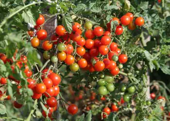 tomato-sweetbaby-1.jpg