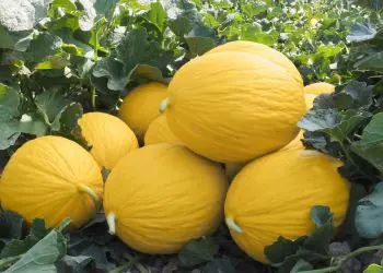 melon-timon-f1-1.jpg
