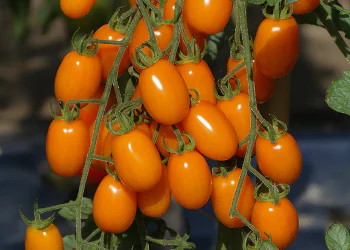 tomato-tutti-sun-1-f1.png