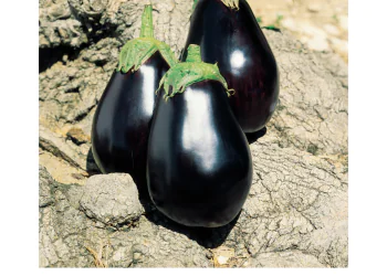 eggplant-galine-1.png