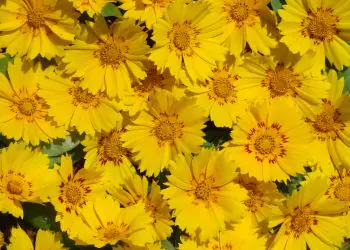 coreopsis-presto-2.jpg