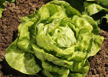 lettuce-appia-1.jpg