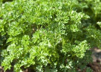 parsley-robust-1.png