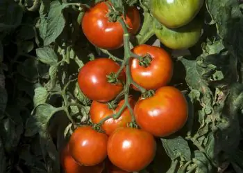 tomato-pyros-f1-2.jpg