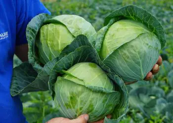 cabbage-sir-f1-3.jpg