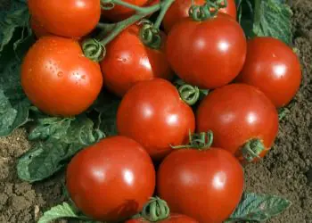 tomato-cristal-f1-1.jpg