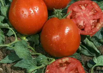 tomato-corazon-f1-1.jpg