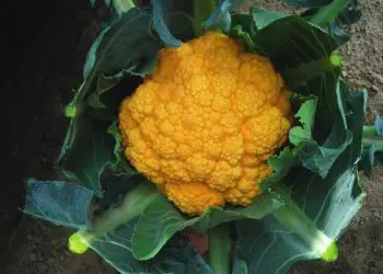 cauliflower-jaffa-1.jpg