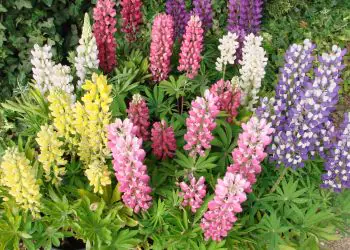 lupine-minigalleryextramix-1.jpg