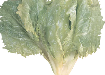chicory-cornet-de-la-loire-1.png