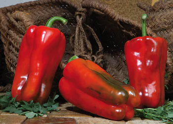pepper-lamuyo-1.png