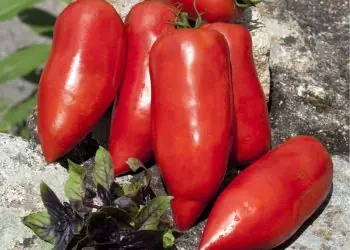 tomato-bellandine-f1-1.jpg