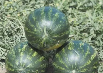 watermelon-minilove-f1-2.jpg