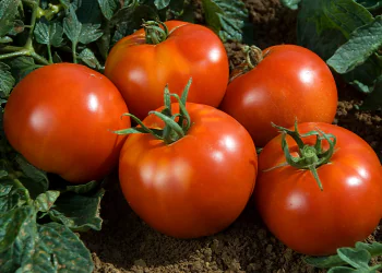 tomato-fandango-1.png