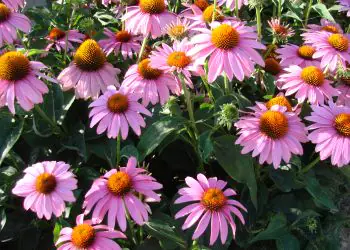 coneflower-feelingpink-2.jpg