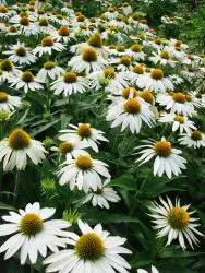 coneflower-feelingwhite-2.jpg