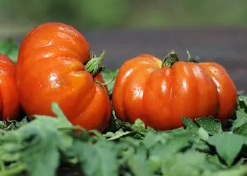 tomato-delizia-f1-2.jpg