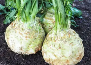 celeriac-monarch-1.jpg