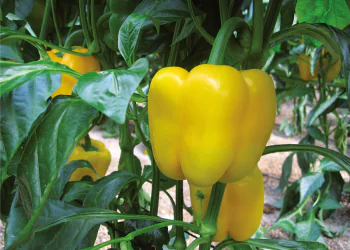 peperone-campor-f1-1.png