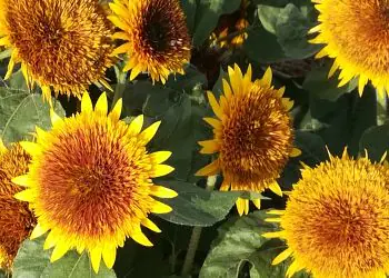 sunflower-firefox-1.jpg