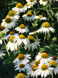 coneflower-feelingwhite-1.jpg