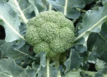 cabbage-koros-f1-1.jpg