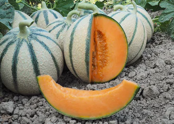 melon-vendome-1.png