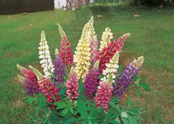 lupine-lupingallery-1.jpg