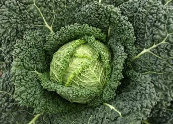cabbage-capriccio-f1-1.jpg