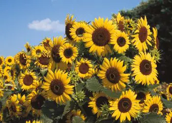 sunflower-waooh-2.jpg