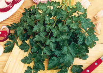 parsley-geantditalienovas-2.png