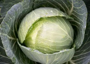 cabbage-sir-f1-2.jpg