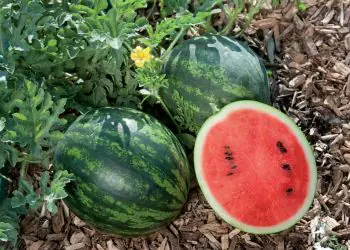 watermelon-minilove-f1-1.jpg