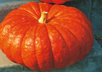 pumpkin-rouge-vif-estampe-1.png