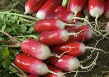 radish-bamba-1.jpg