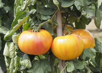 tomato-buffalosun-f1-1.jpg