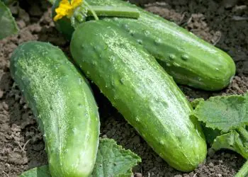 picklingcucumber-regal-f1-1.jpg