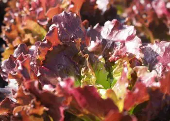 lettuce-florinred-1.jpg