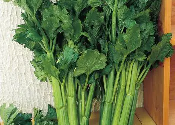 celery-vertdelneraceisel-1.jpg