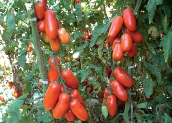 tomato-giulietta-f1-2.jpg