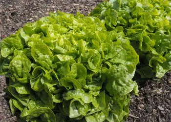 lettuce-kyrio-1.jpg